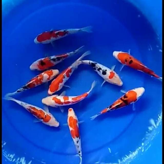 Mix koi 17cm