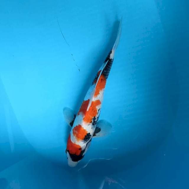 Showa 34cm