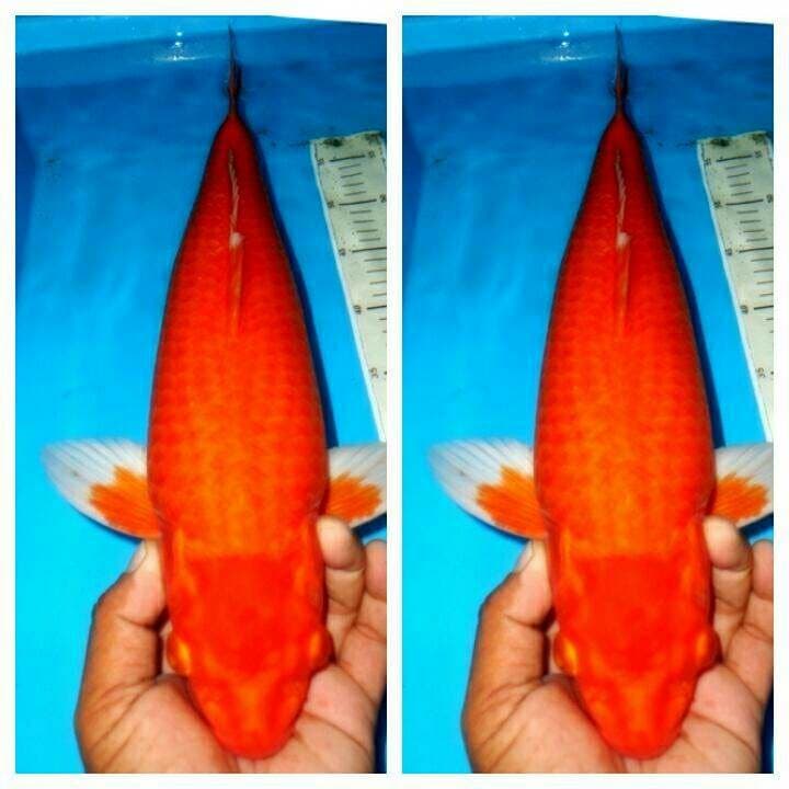Aka hajiro merah metalik bersih body jumbo