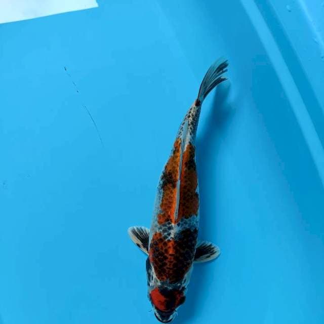 Kage showa 36cm