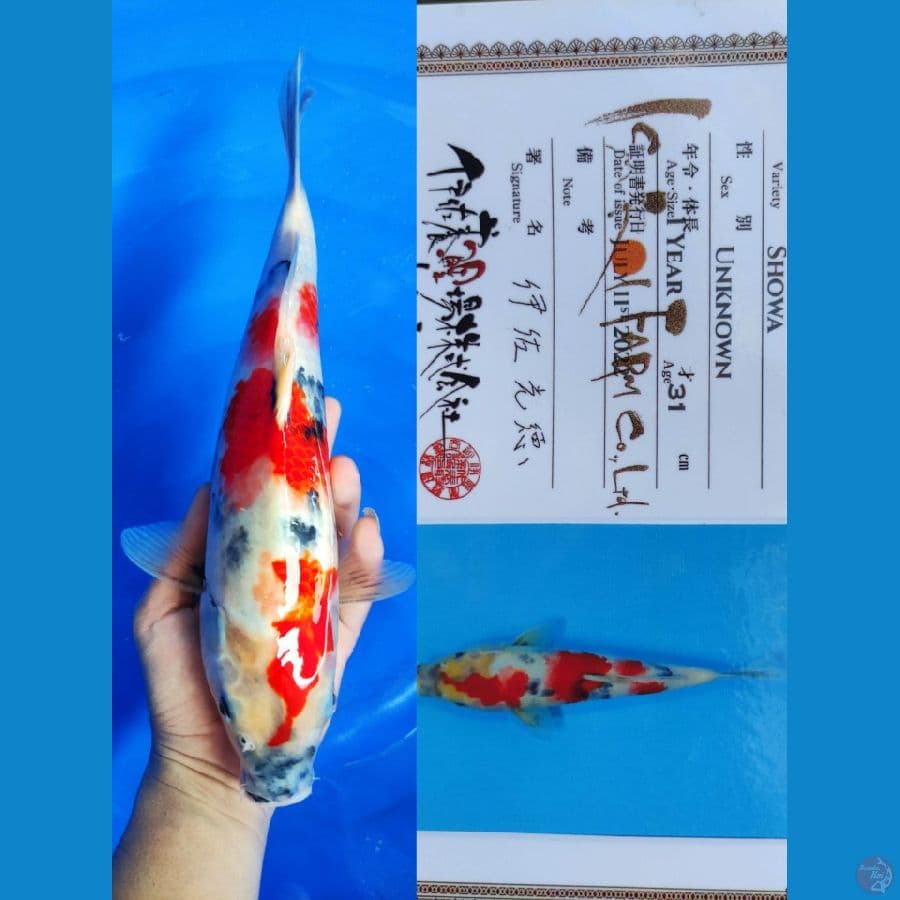 Showa 36cm ISA