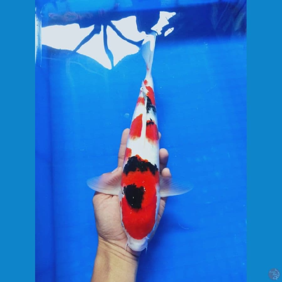MKC KOI GRUB