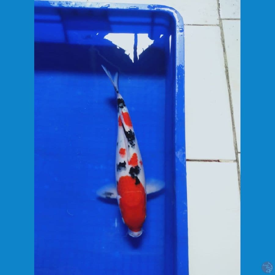 MKC KOI GRUB