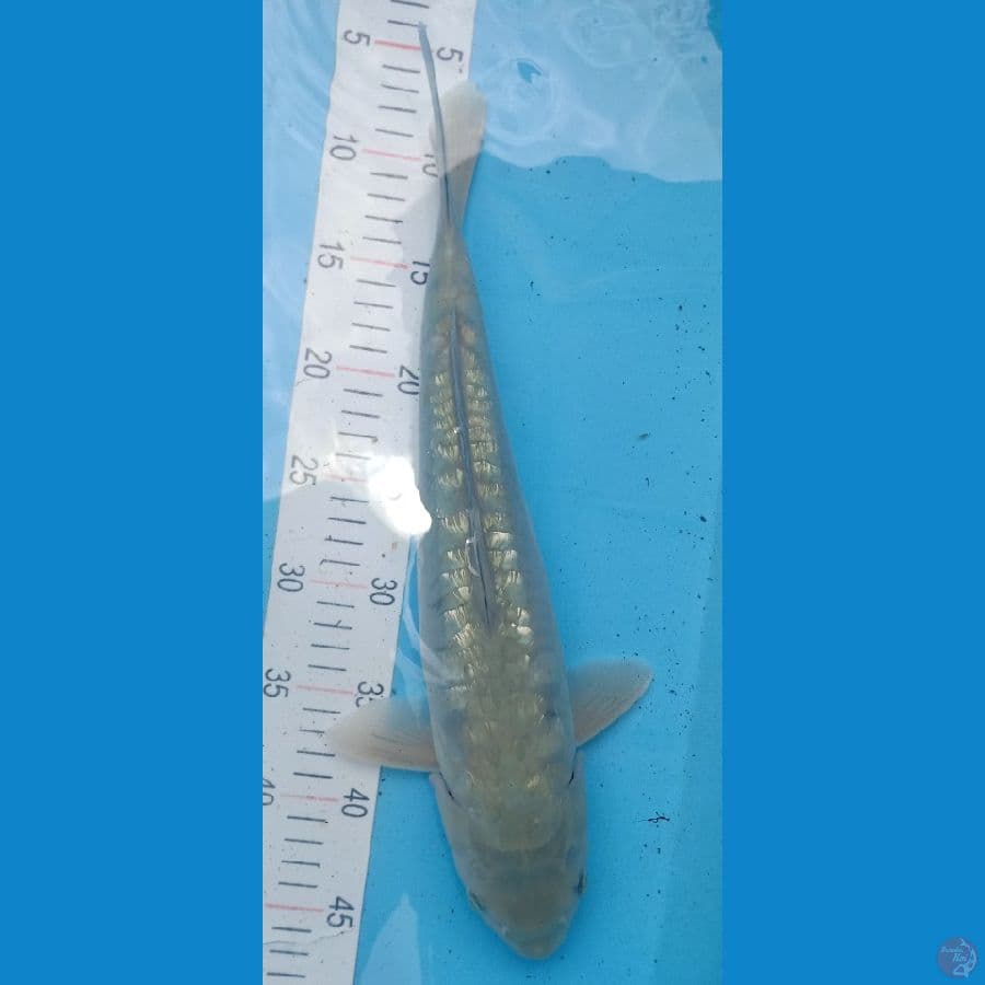 41cm Soragoi Aragoke Ginrin