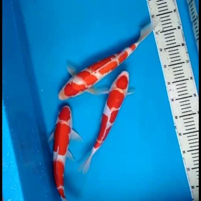 Kohaku.3step.size35.33.cm