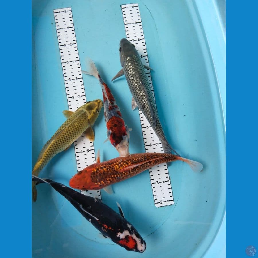 mix 30-35cm