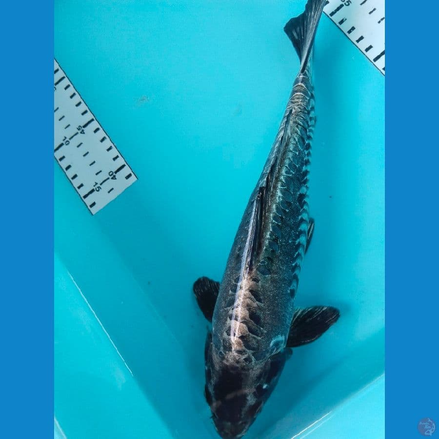 antikan 32cm