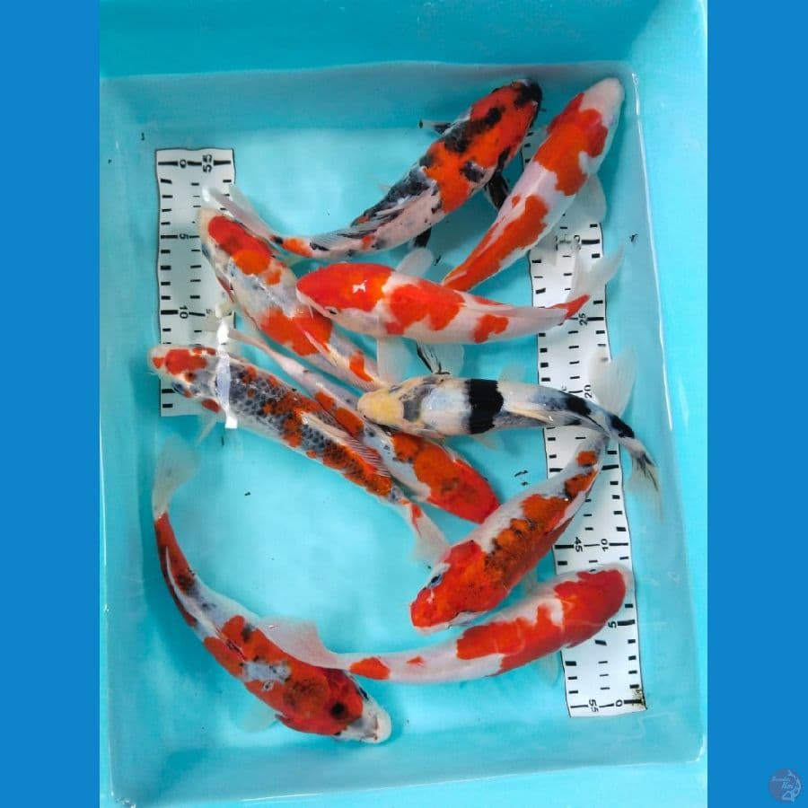mix koi 23-25cm 10 ekor