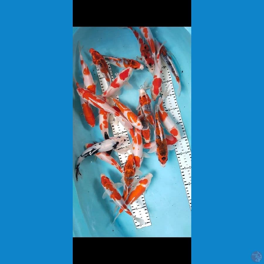 mix 24ekor 19-22cm