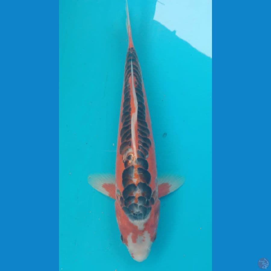 Shusui 30cm/Male