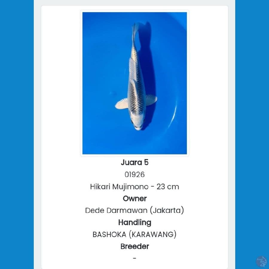 GIN MATSUBA SQ 23CM (JUARA 5 21th BLITAR KOI SHOW)