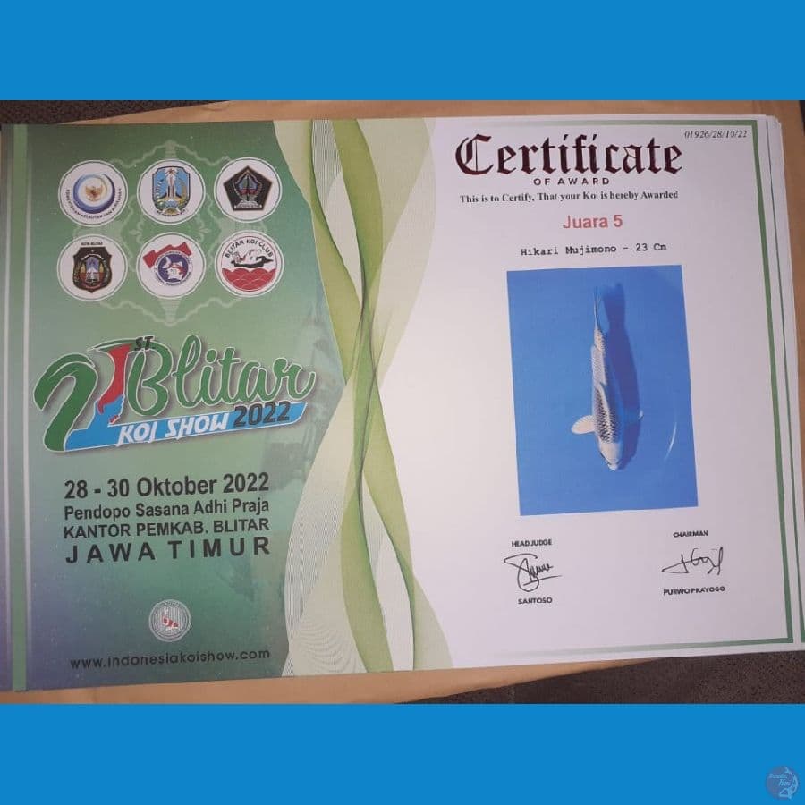 GIN MATSUBA SQ 23CM (JUARA 5 21th BLITAR KOI SHOW)