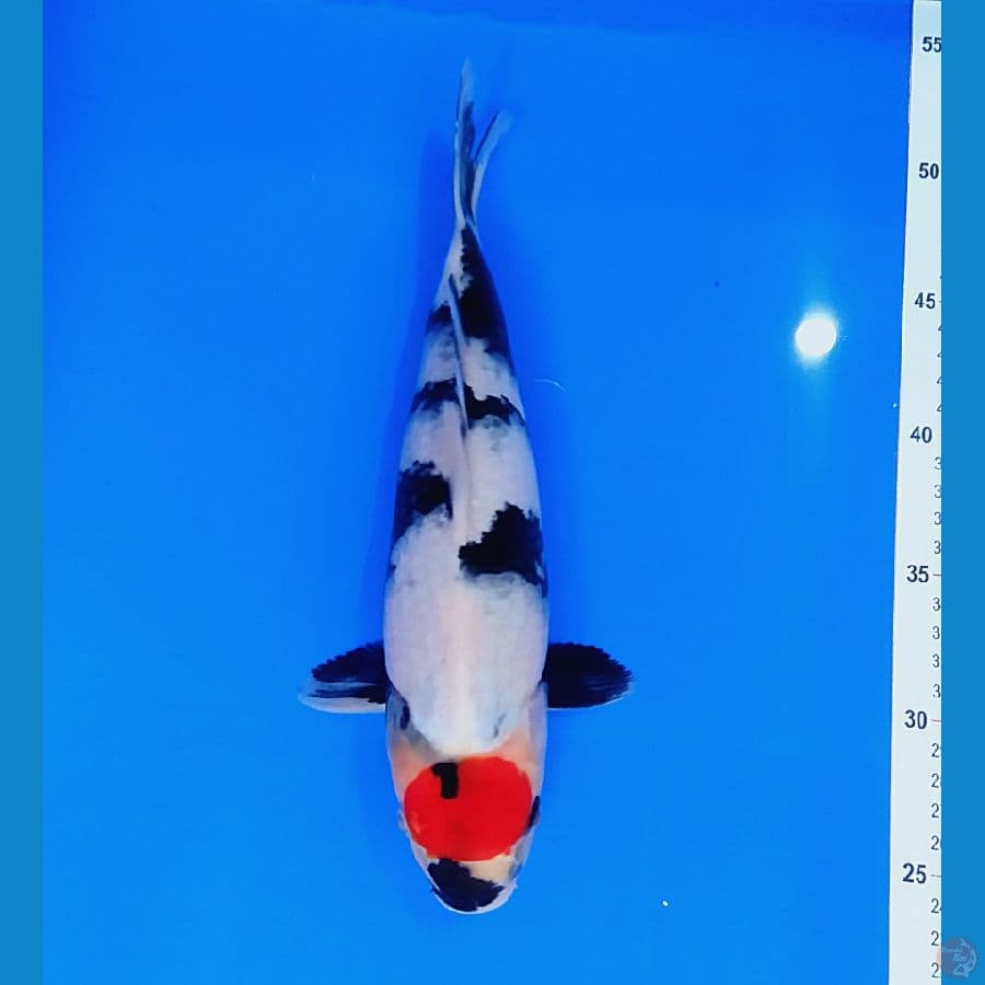 TC showa 30BU (male)