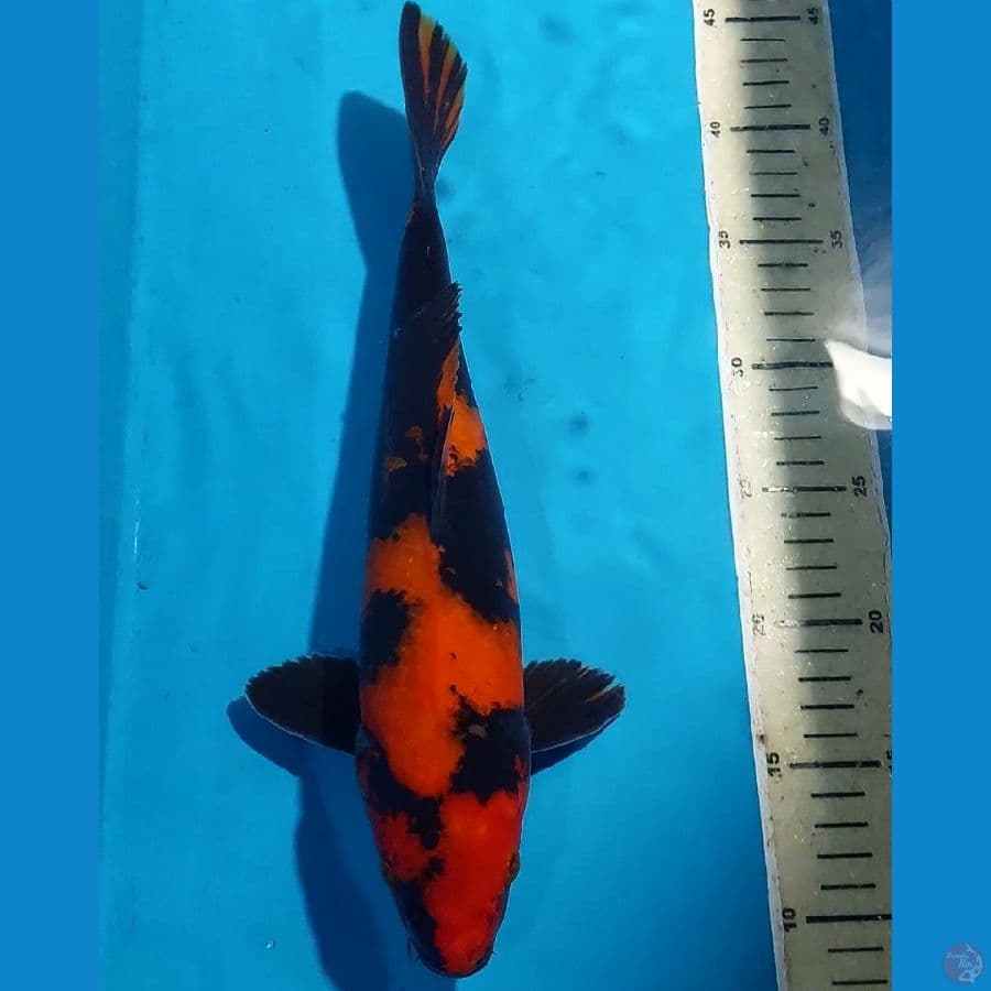 Utsuri 34 cm