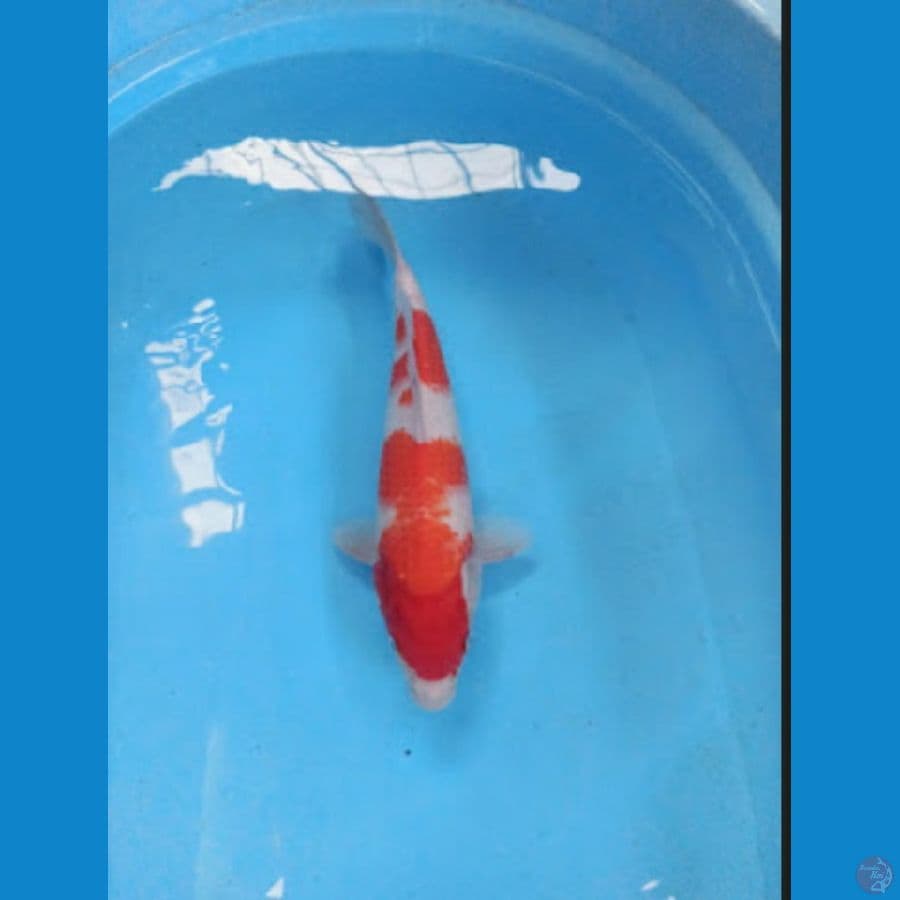 Kohaku 32 cm