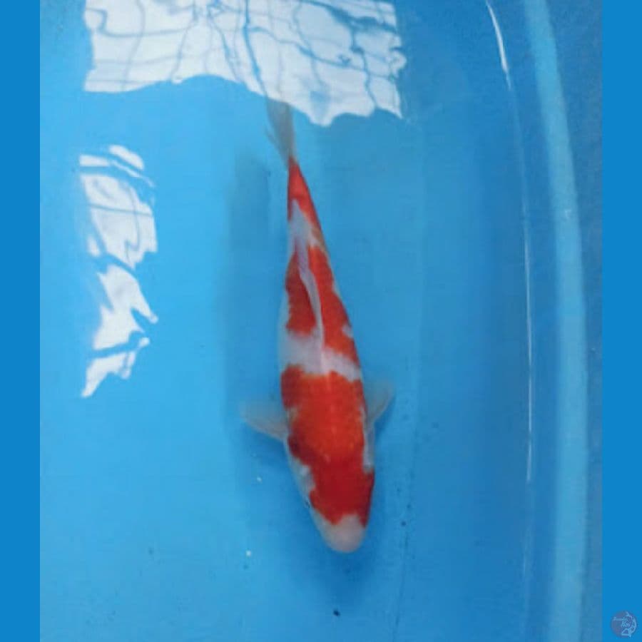 Kohaku 29 cm