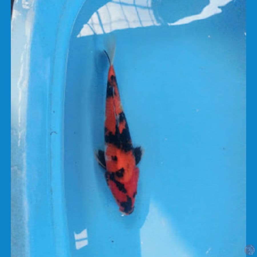 Showa 28 cm