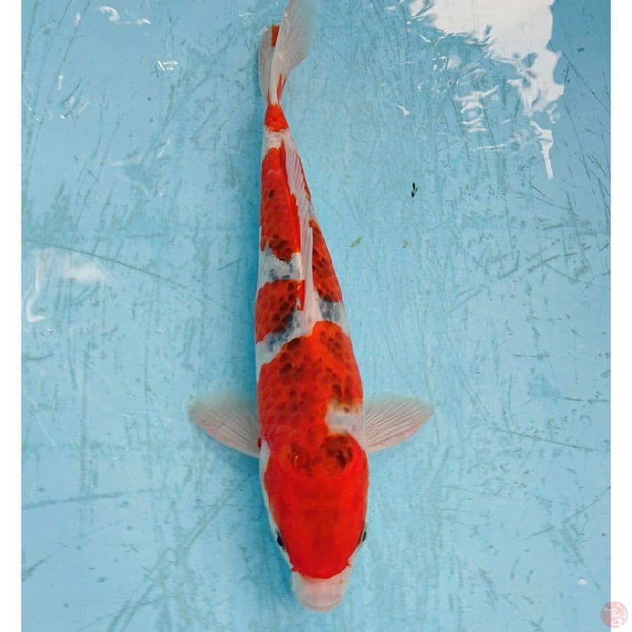 GHOSIKI 30 CM