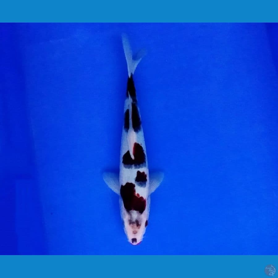 goromo