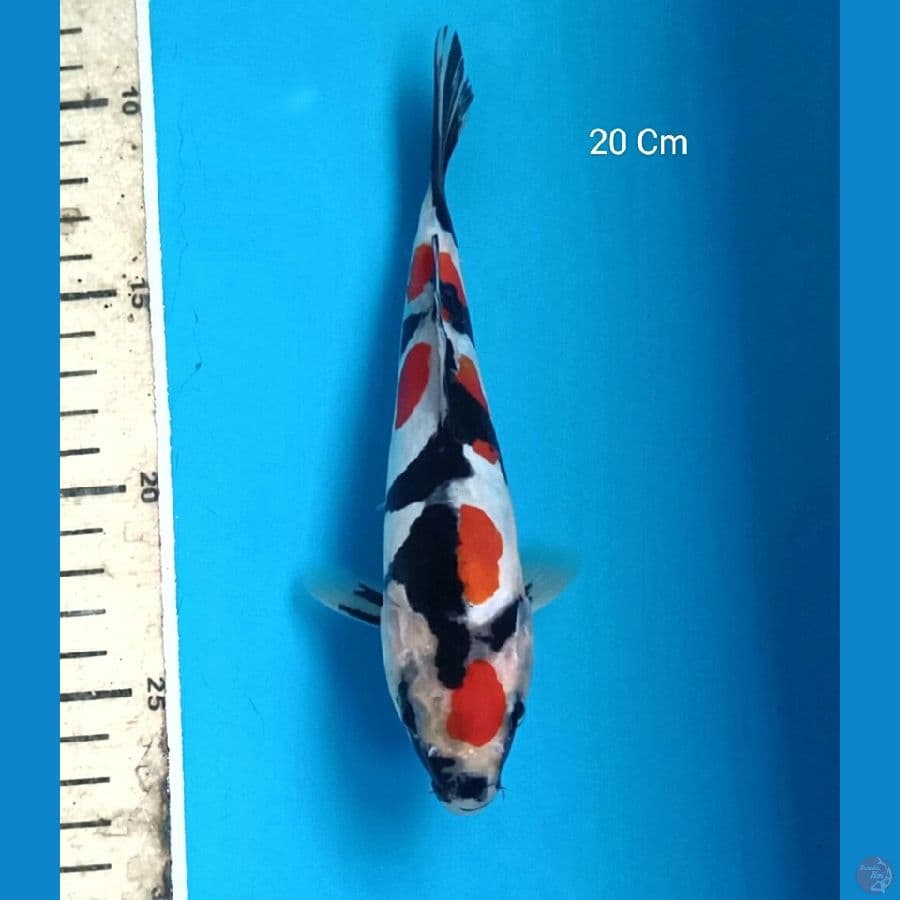 Showa Doitsu Male 20 Cm