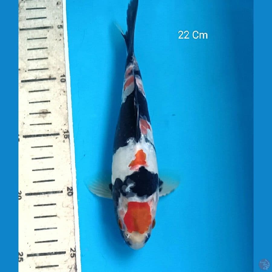Showa Doitsu Male 22 Cm
