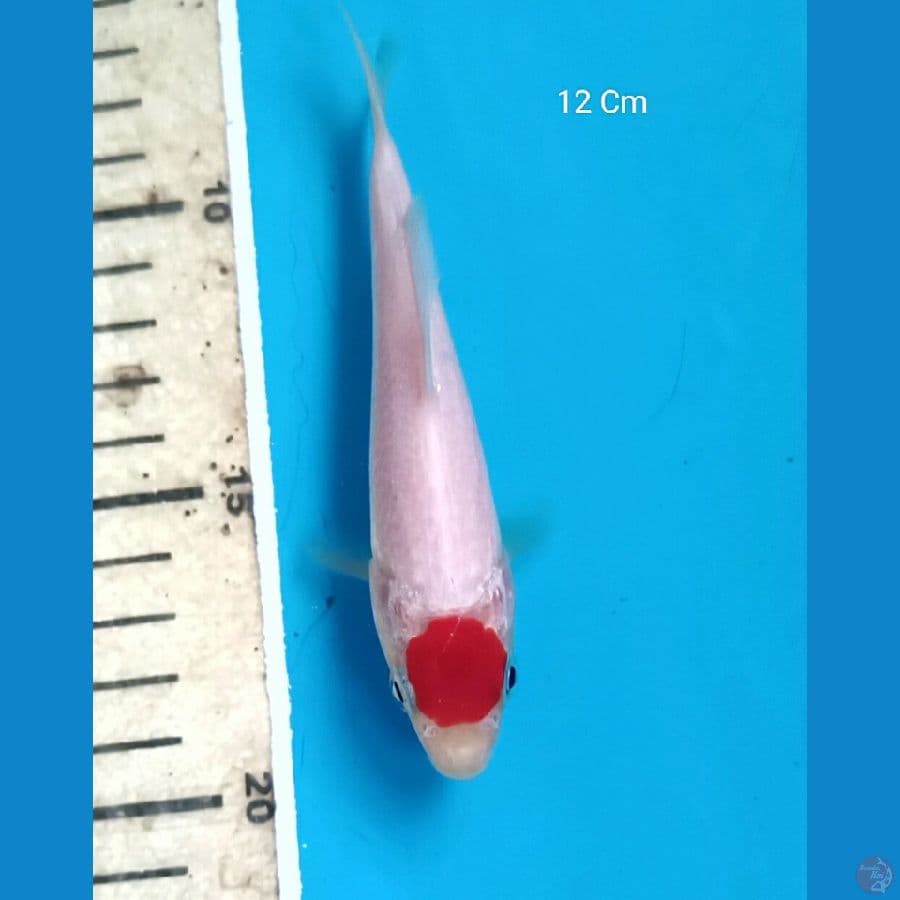Tancho Kohaku 12 Cm