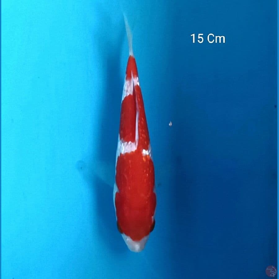 Kohaku Ginrin 15 Cm