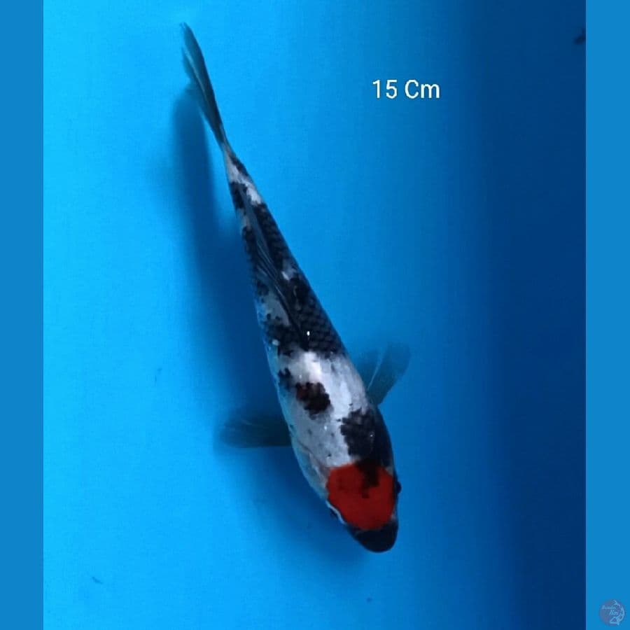 Tancho Showa 15 Cm