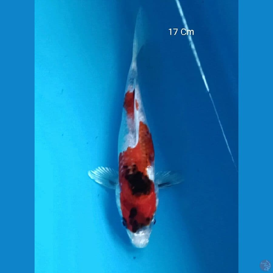 Kin Showa 17 Cm