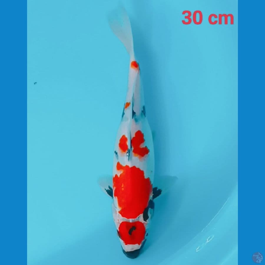 showa 30 cmcm