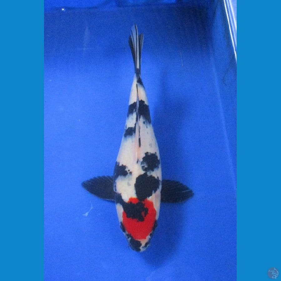 tancho showa ±27cm jantan SB