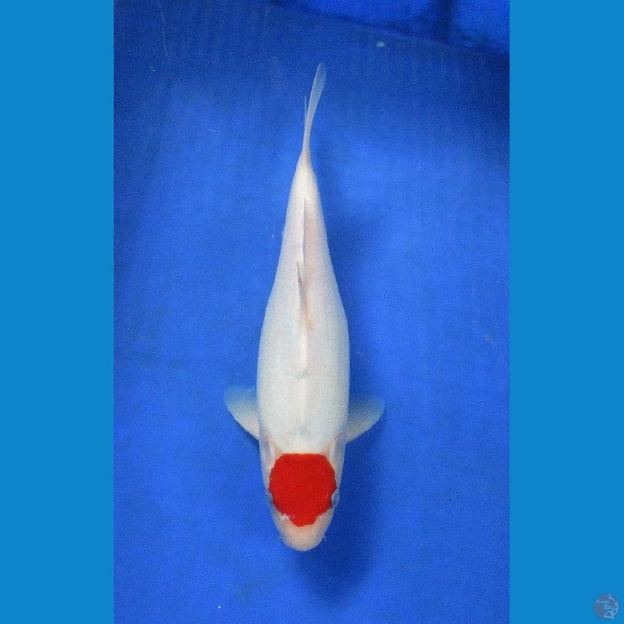 tancho ±30cm