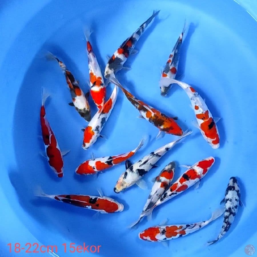 18-22cm 15ekor