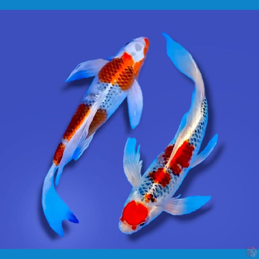 kumpay kujaku 2ekor 41_42cm all male