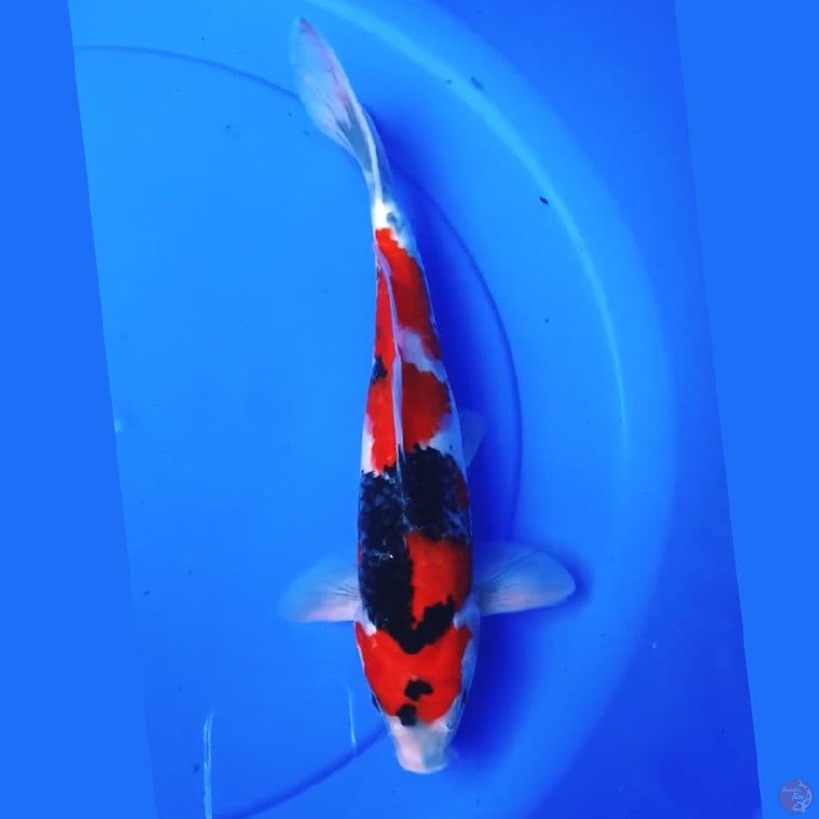 Showa sanshoku (HQ) 32cm Male