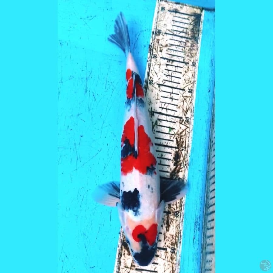 SHOWA SANSHOKU 37cm Male