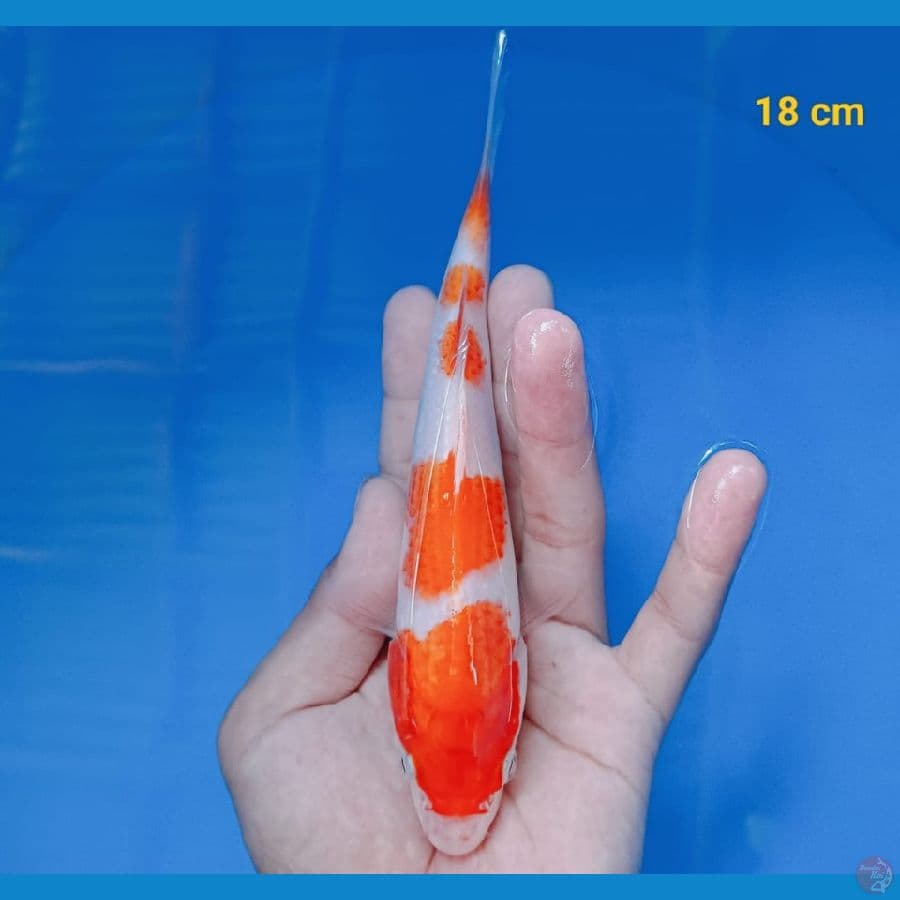 KOHAKU MANTAP MUMER