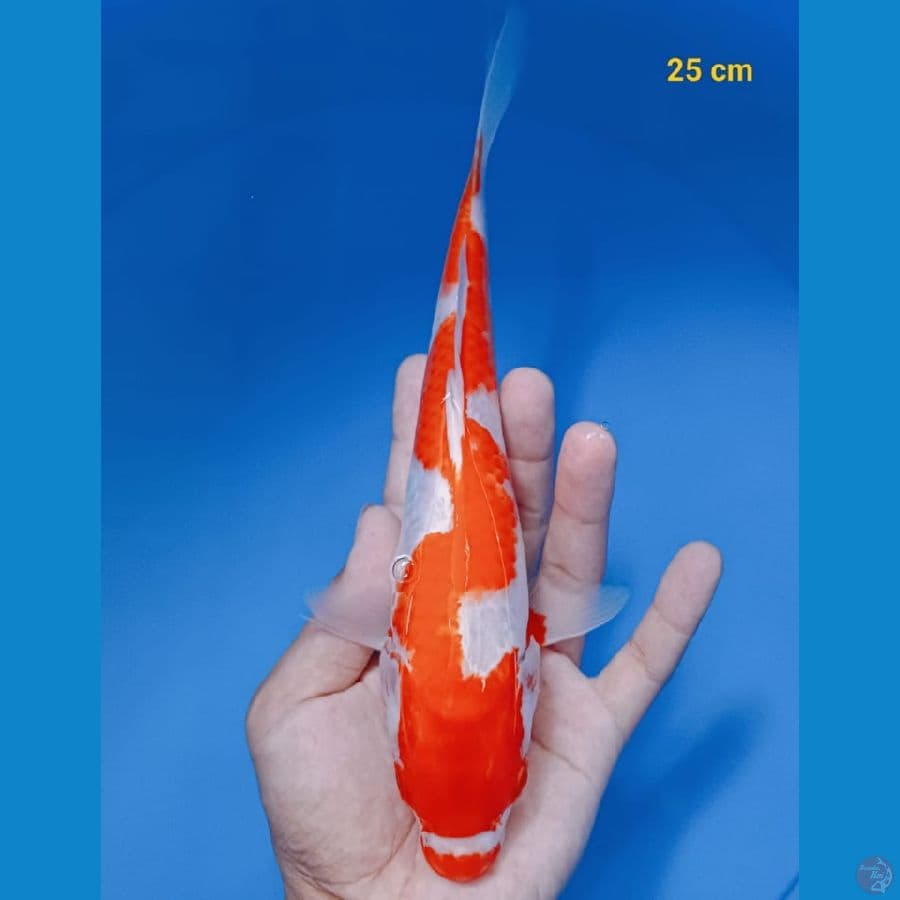 KOHAKU MANTAP MUMER BOS
