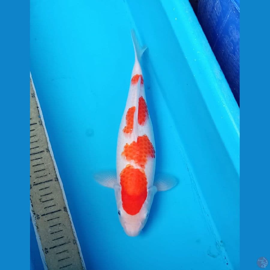 35bu 4step kohaku ori