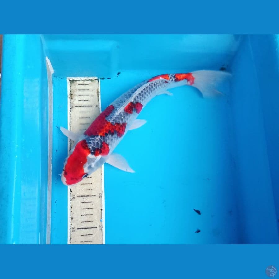 Ghosiki merah tembus male 35an cm