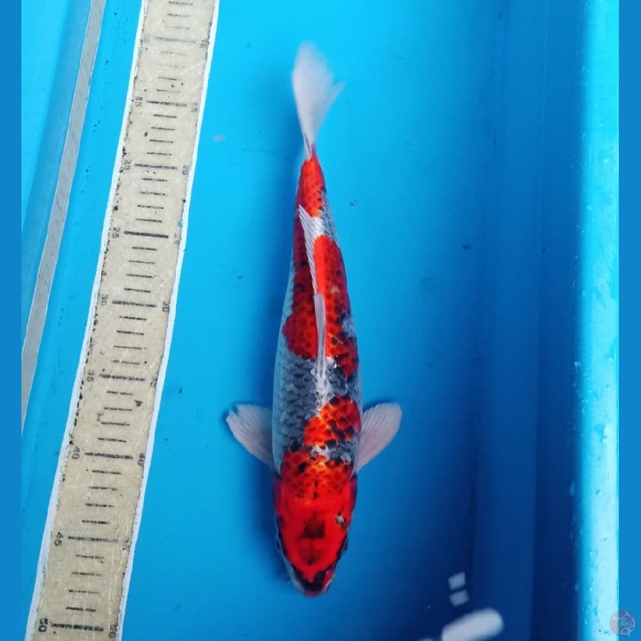 Superred benigingga 35cm