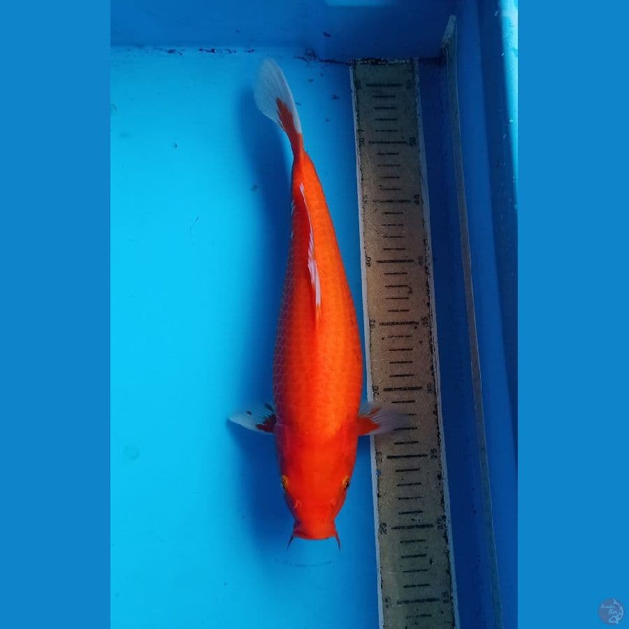 Bulki benigoii 35an cm