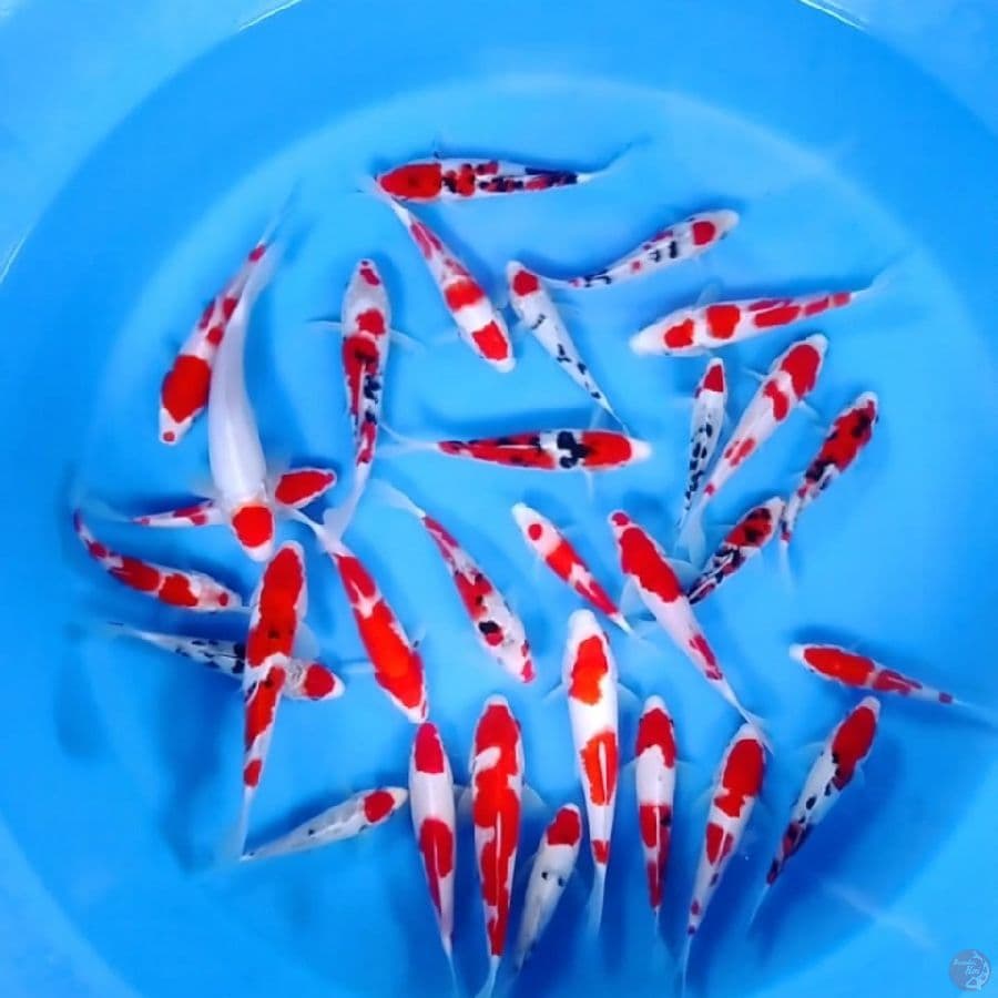 HIGH Quality Gosanke 13 - 20CM 30Ekor