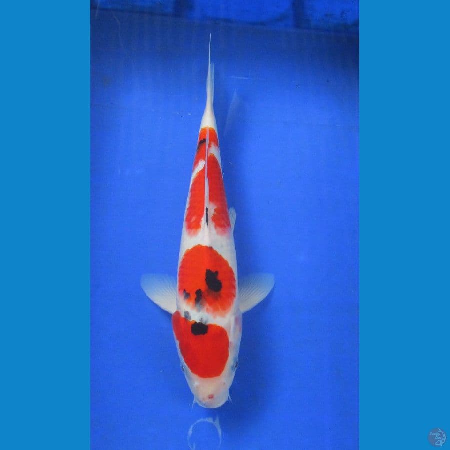 tategoi showa ±34cm