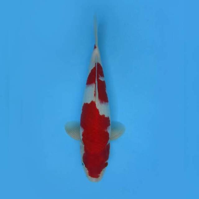 10. AKIRA ~ KOHAKU,-