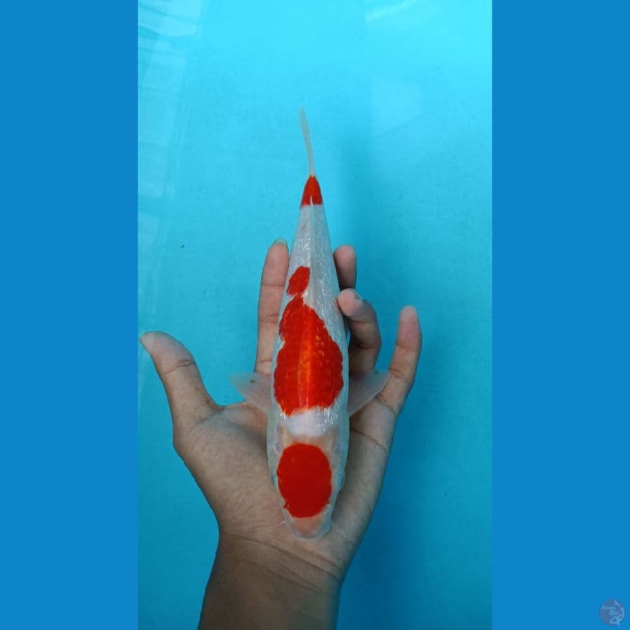 Kohaku ginrin 25cm