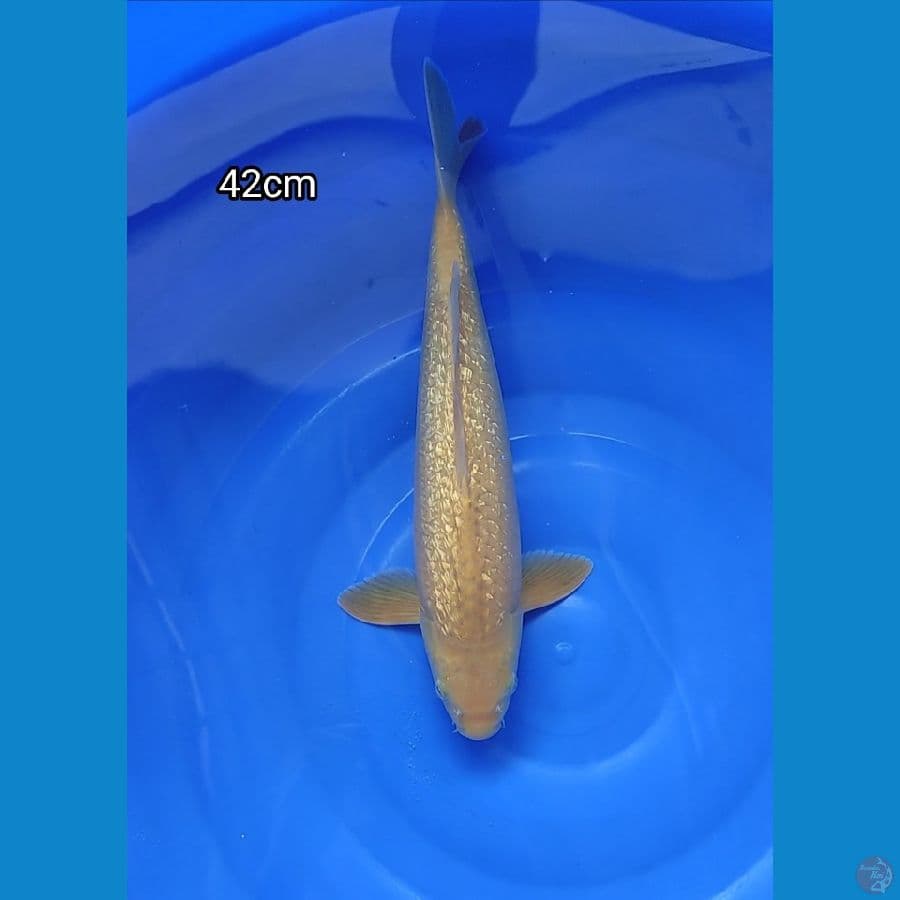 Caramel ginrin 42cm