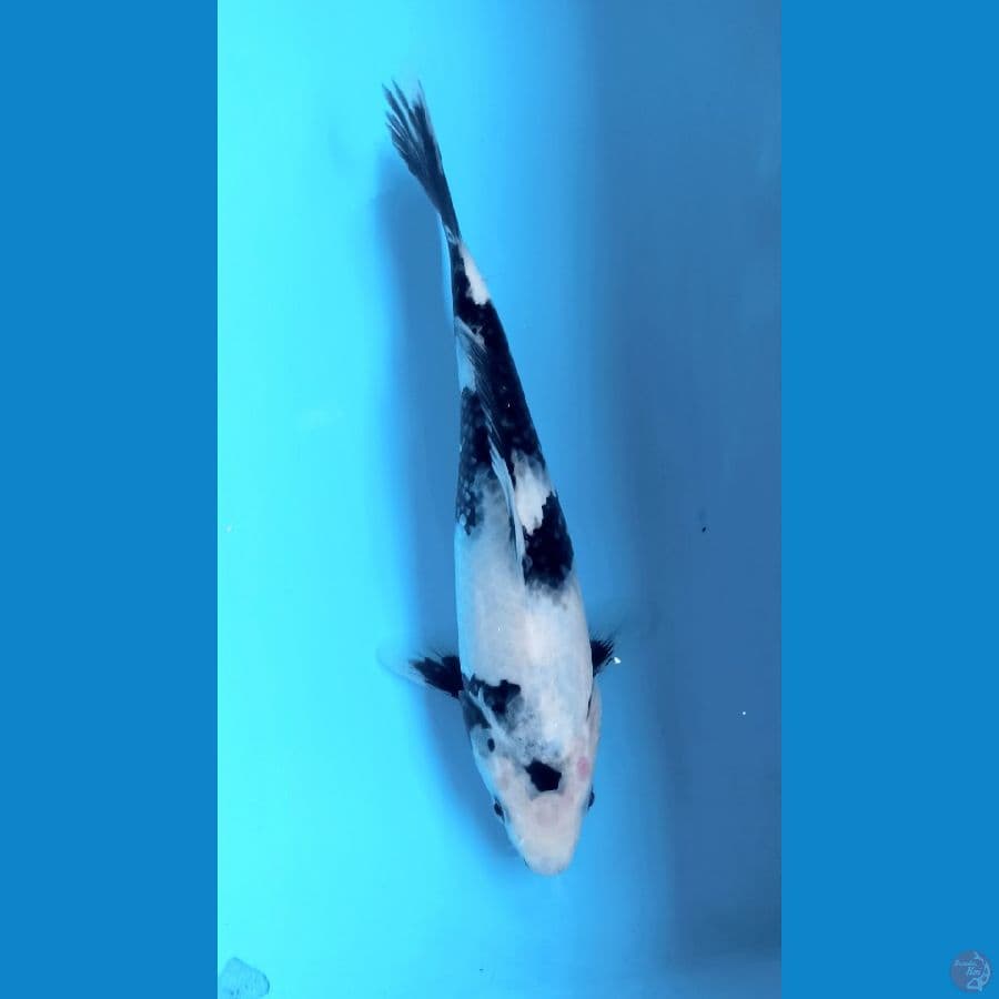 shiro 22cm