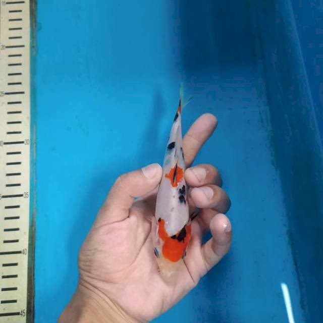 Kindai showa 15cm up
