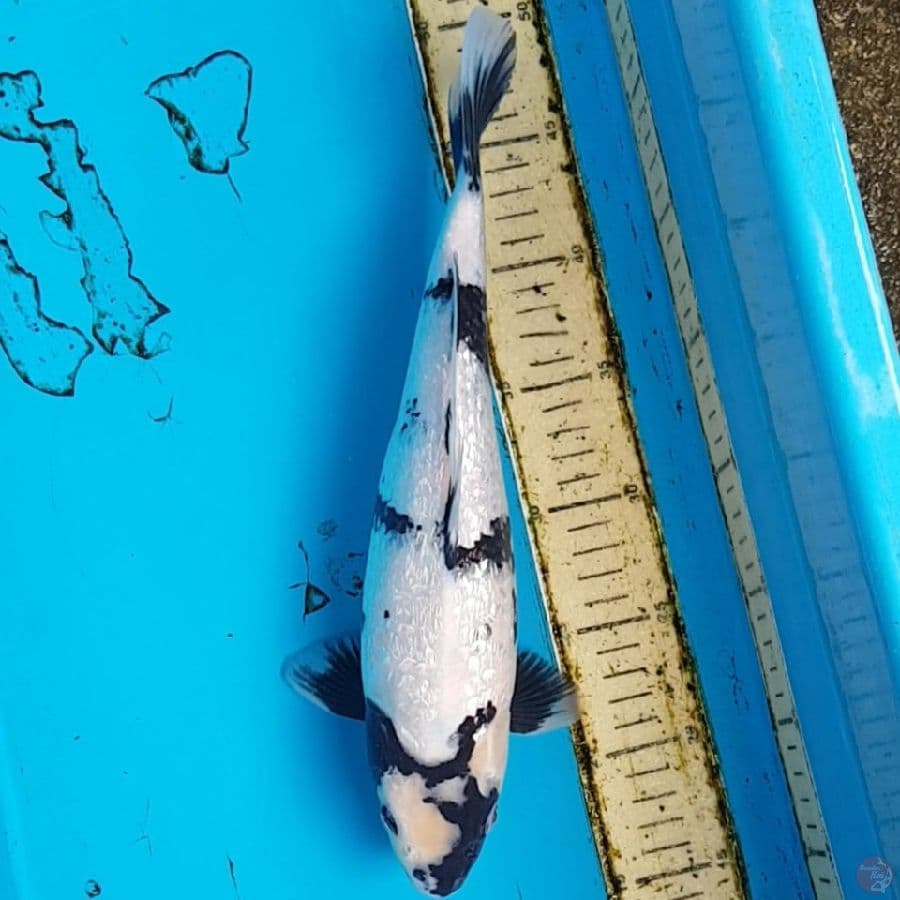 SHIRO GINRIN 33 cm